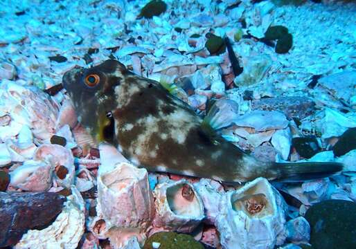 Image of Longnose Puffer