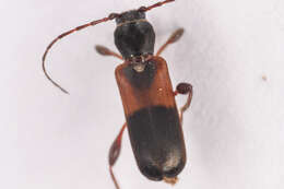 صورة Phymatodes dimidiatus (Kirby 1837)