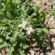 Image of Matthiola parviflora (Schousb.) W. T. Aiton