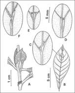 Plancia ëd Psychotria viridis Ruiz & Pav.