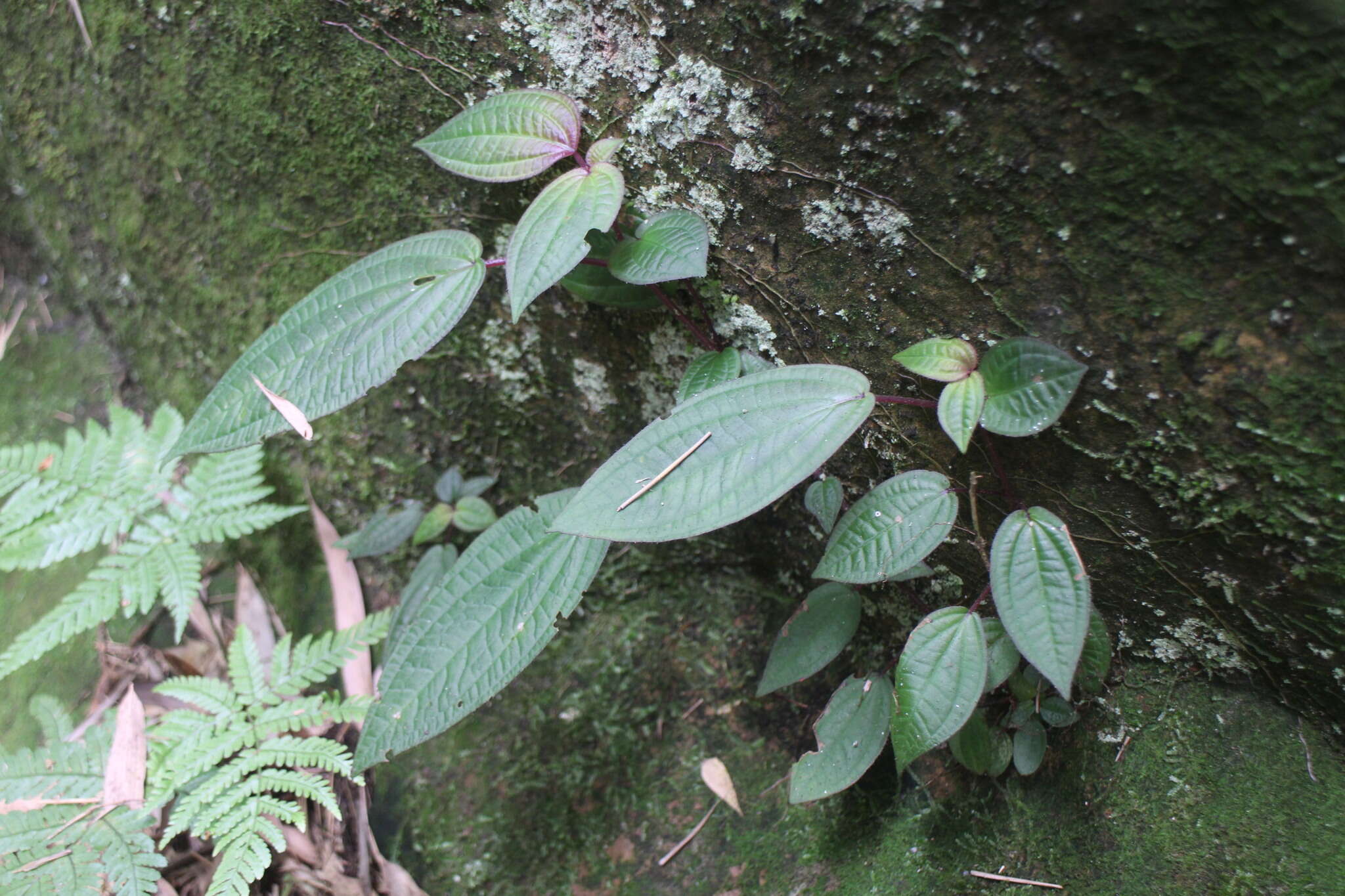 Bredia hirsuta var. scandens Ito & Matsum.的圖片