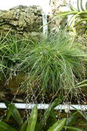 Image of Tillandsia filifolia Schltdl. & Cham.