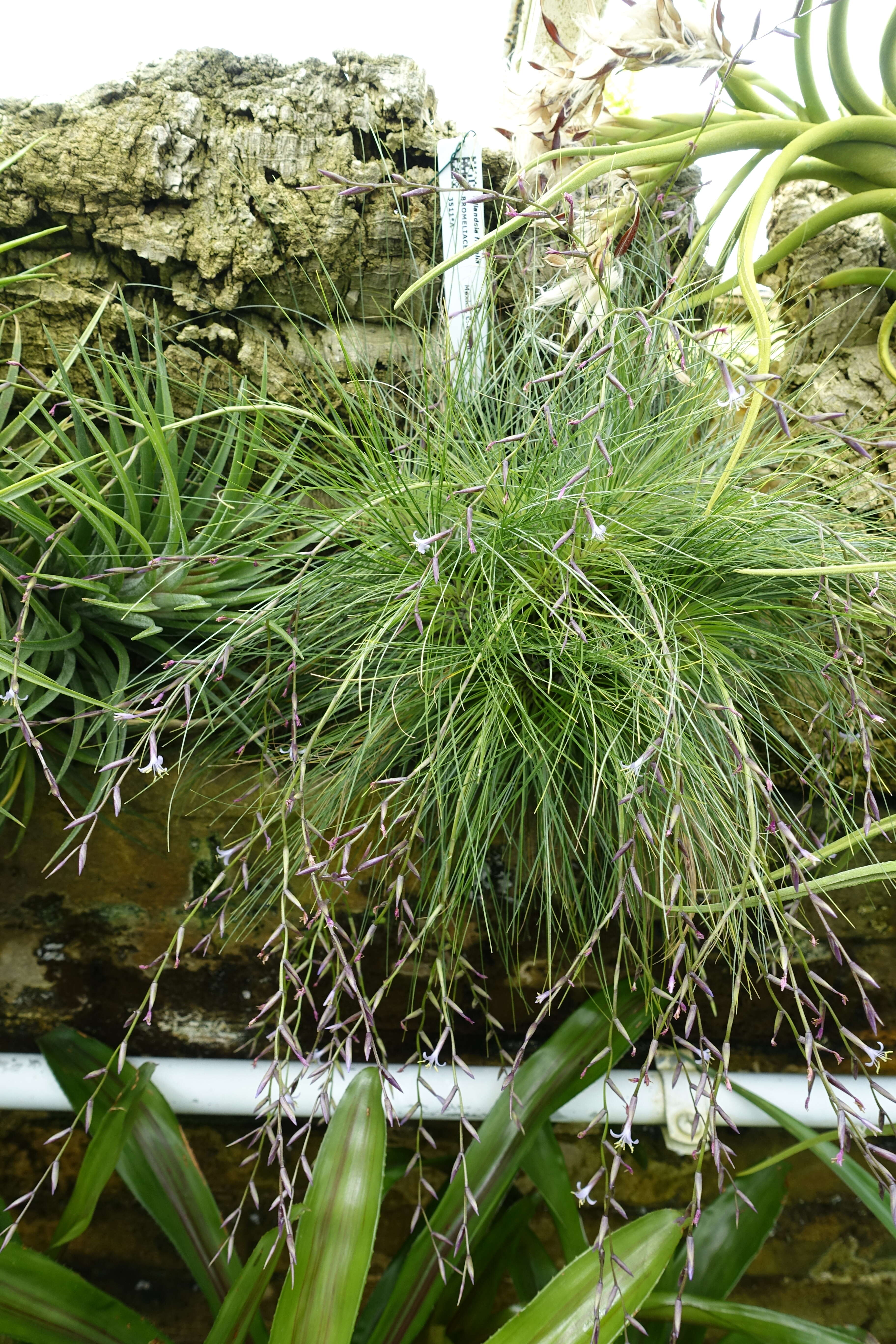 Image of Tillandsia filifolia Schltdl. & Cham.