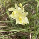 Image of Spathoglottis eburnea Gagnep.