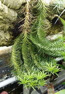 Image of Tillandsia araujei Mez