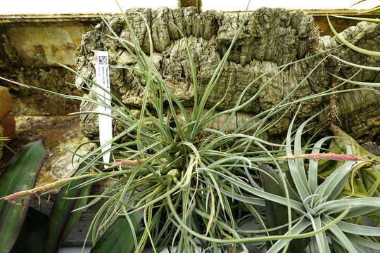 Image of Tillandsia paleacea C. Presl