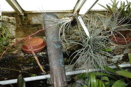 Image of Tillandsia karwinskyana Schult. & Schult. fil.