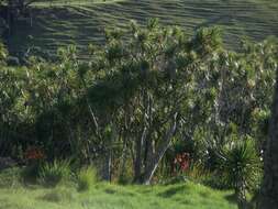 Image of cabbage tree