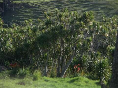 Image of cabbage tree