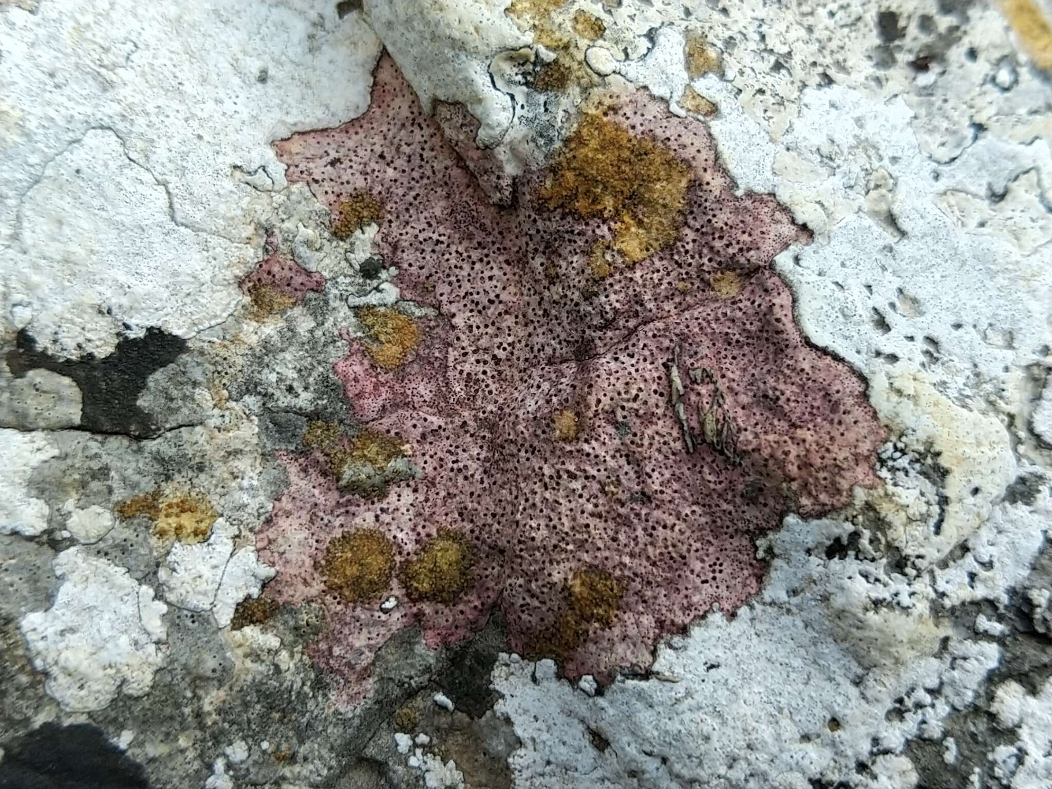 Image of wart lichen