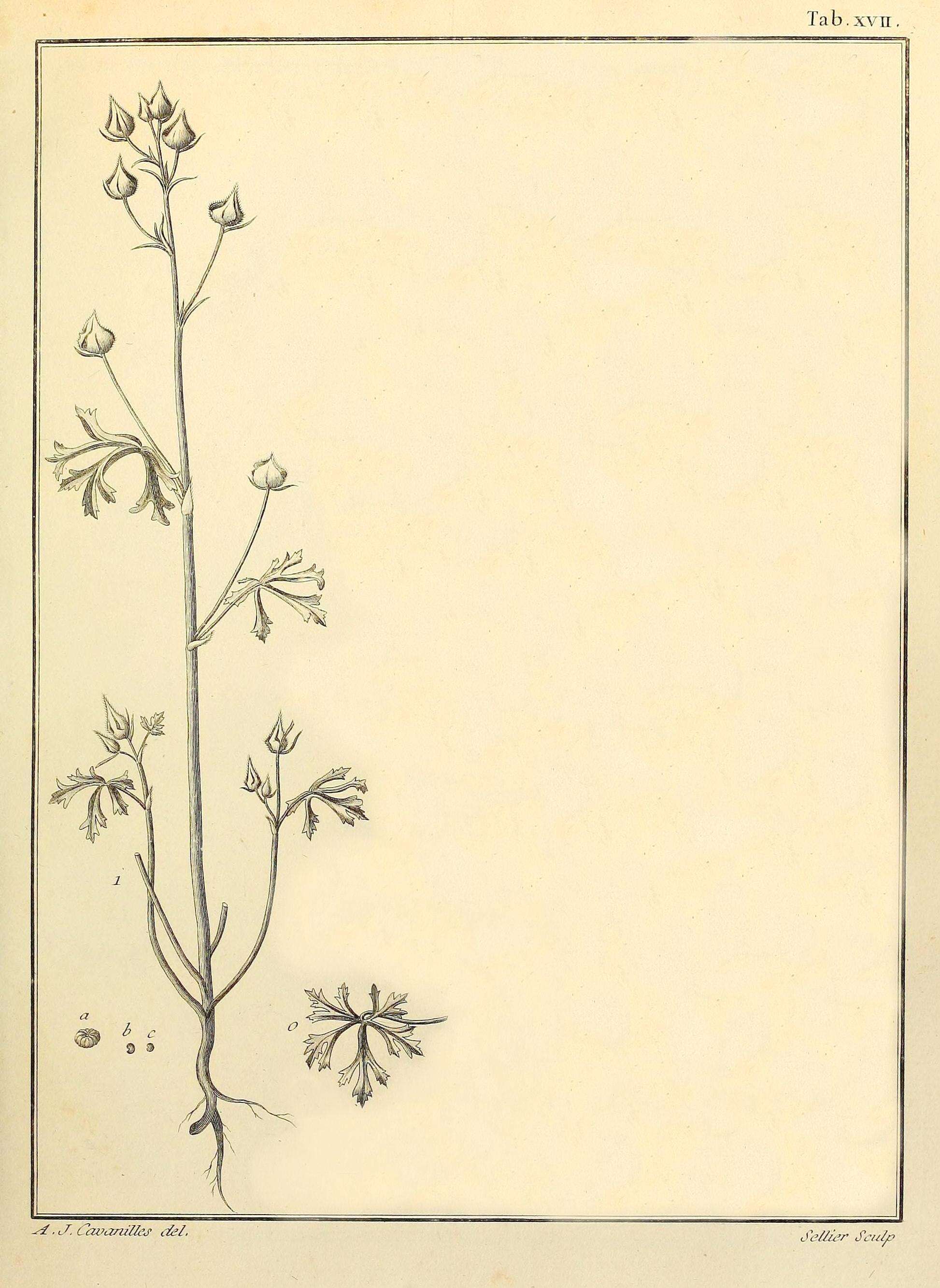 Image of Malva aegyptia L.