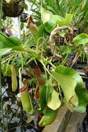 Image of Pitcher plant