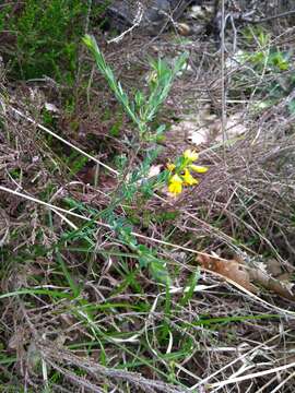 Genista anglica L. resmi