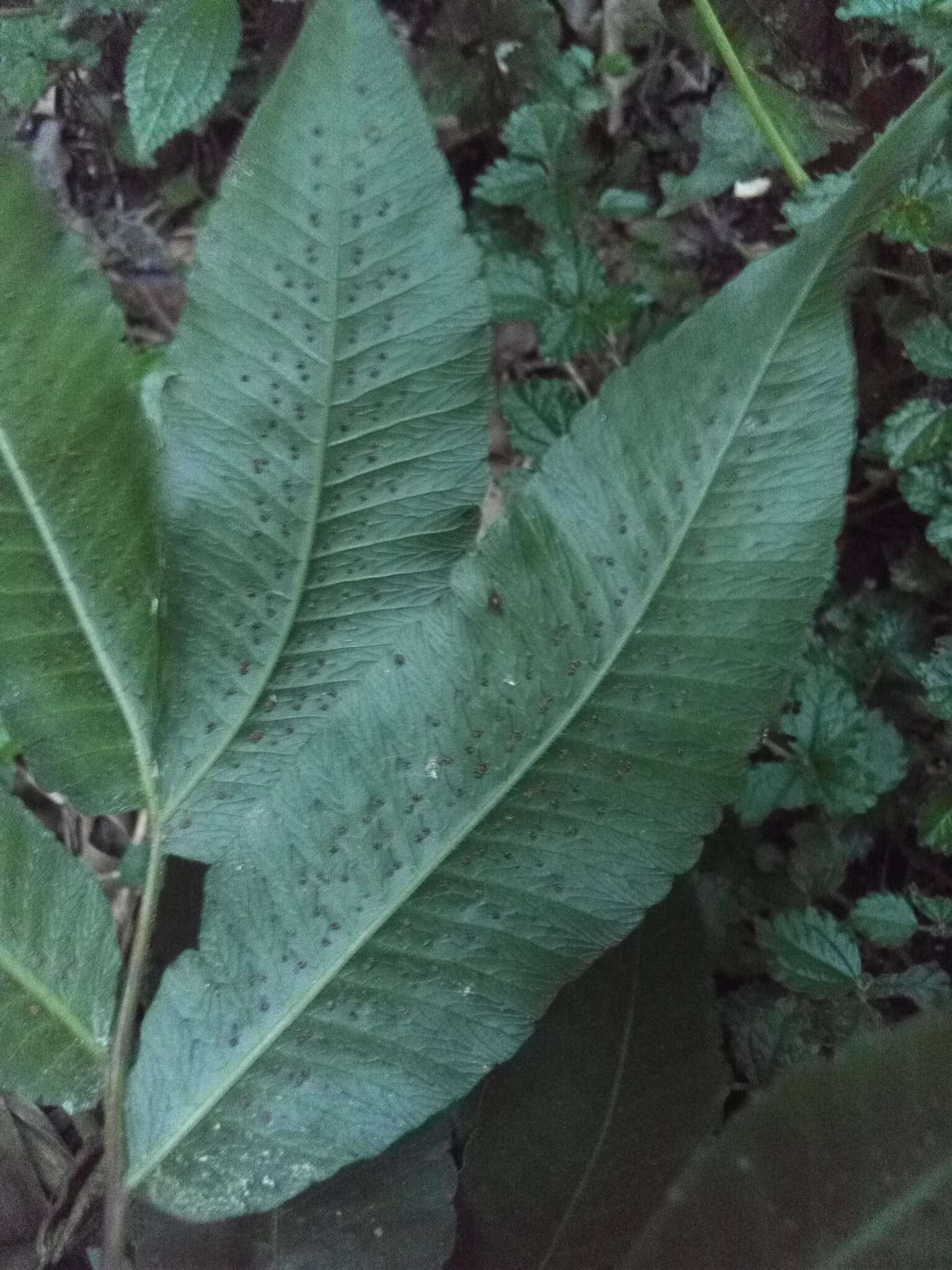 Image of Dark-Green Maiden Fern