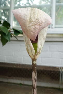 Amorphophallus yunnanensis Engl. resmi