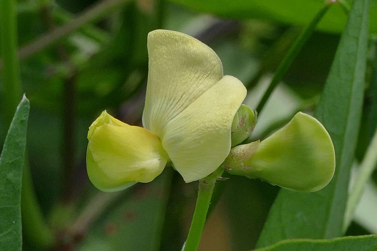 Plancia ëd Vigna luteola (Jacq.) Benth.