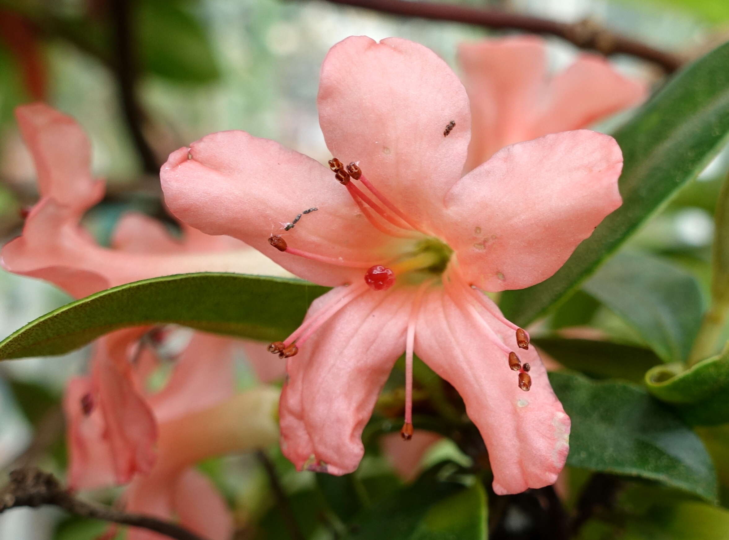 Imagem de Rhododendron macgregoriae F. Muell.