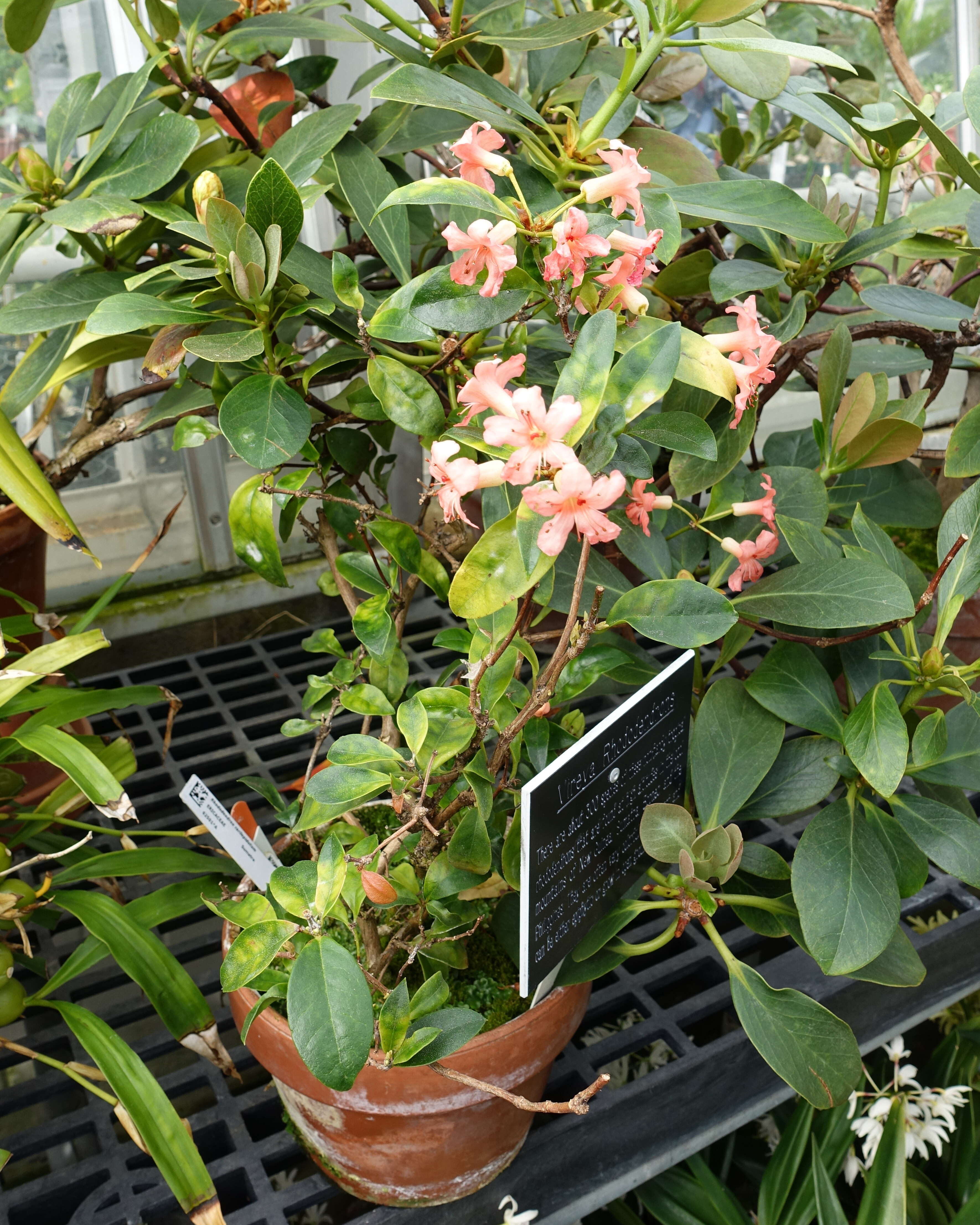 Imagem de Rhododendron rarilepidotum J. J. Smith