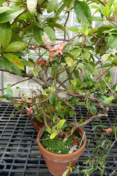 Imagem de Rhododendron macgregoriae F. Muell.