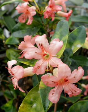 Слика од Rhododendron rarilepidotum J. J. Smith