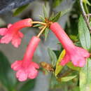 Image of Rhododendron rarum Schltr.