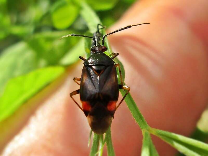 Image of red capsid bug