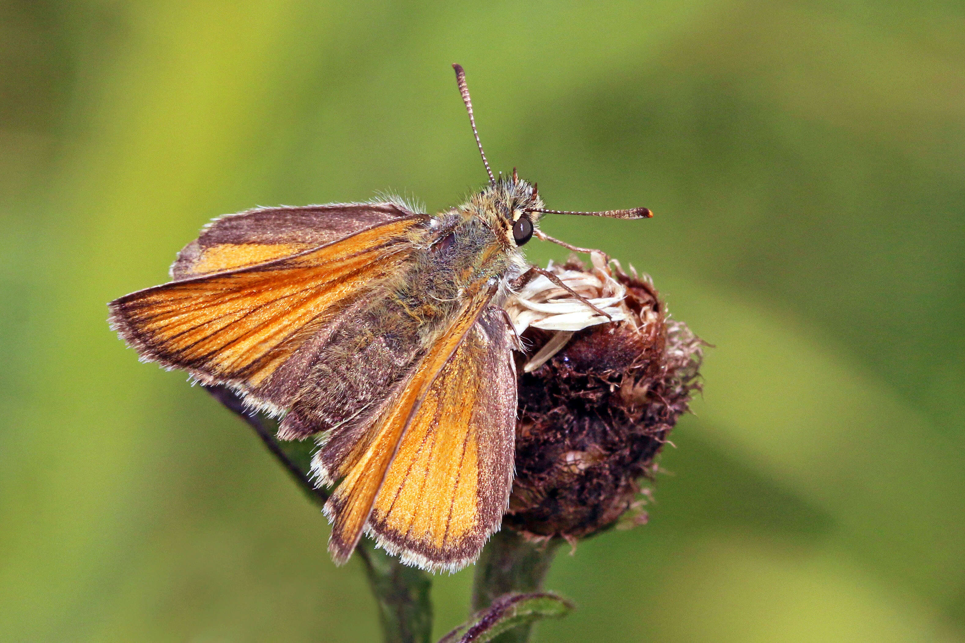 Image of small skipper