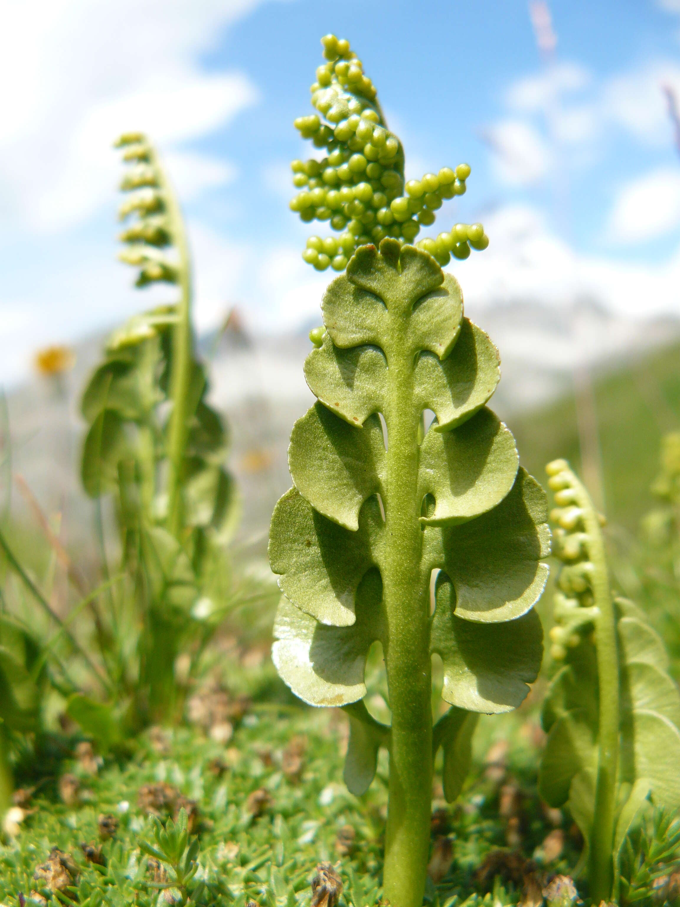 Image of common moonwort