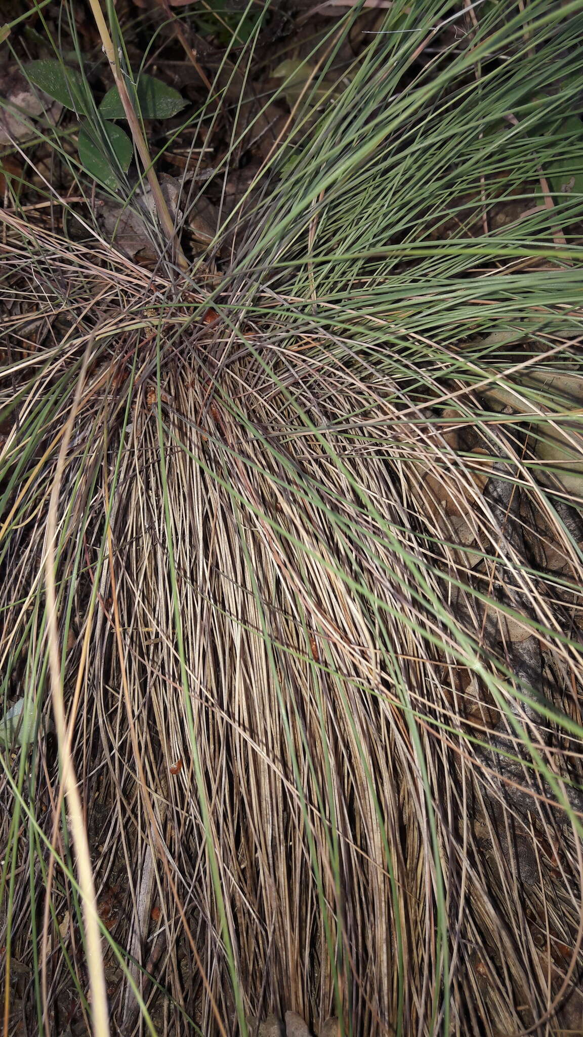 Image of Festuca paniculata (L.) Schinz & Thell.