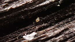 Image of Deuterosminthurus bicinctus (Koch ex Herrich-Schäffer 1840)