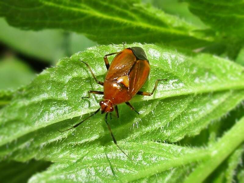 Image of red capsid bug