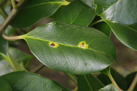 Image of European Holly Leafminer