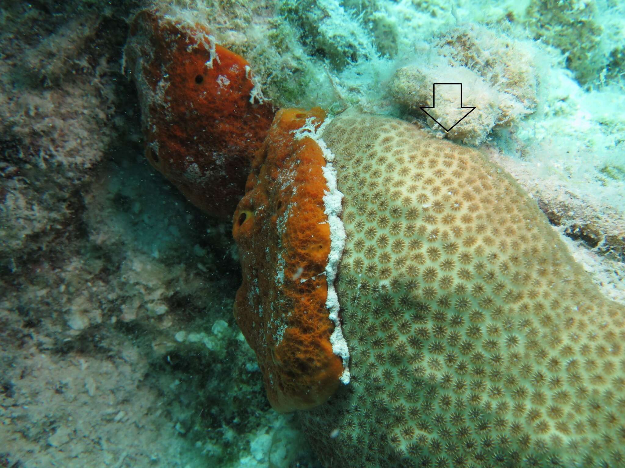 Image of Blushing Star Coral