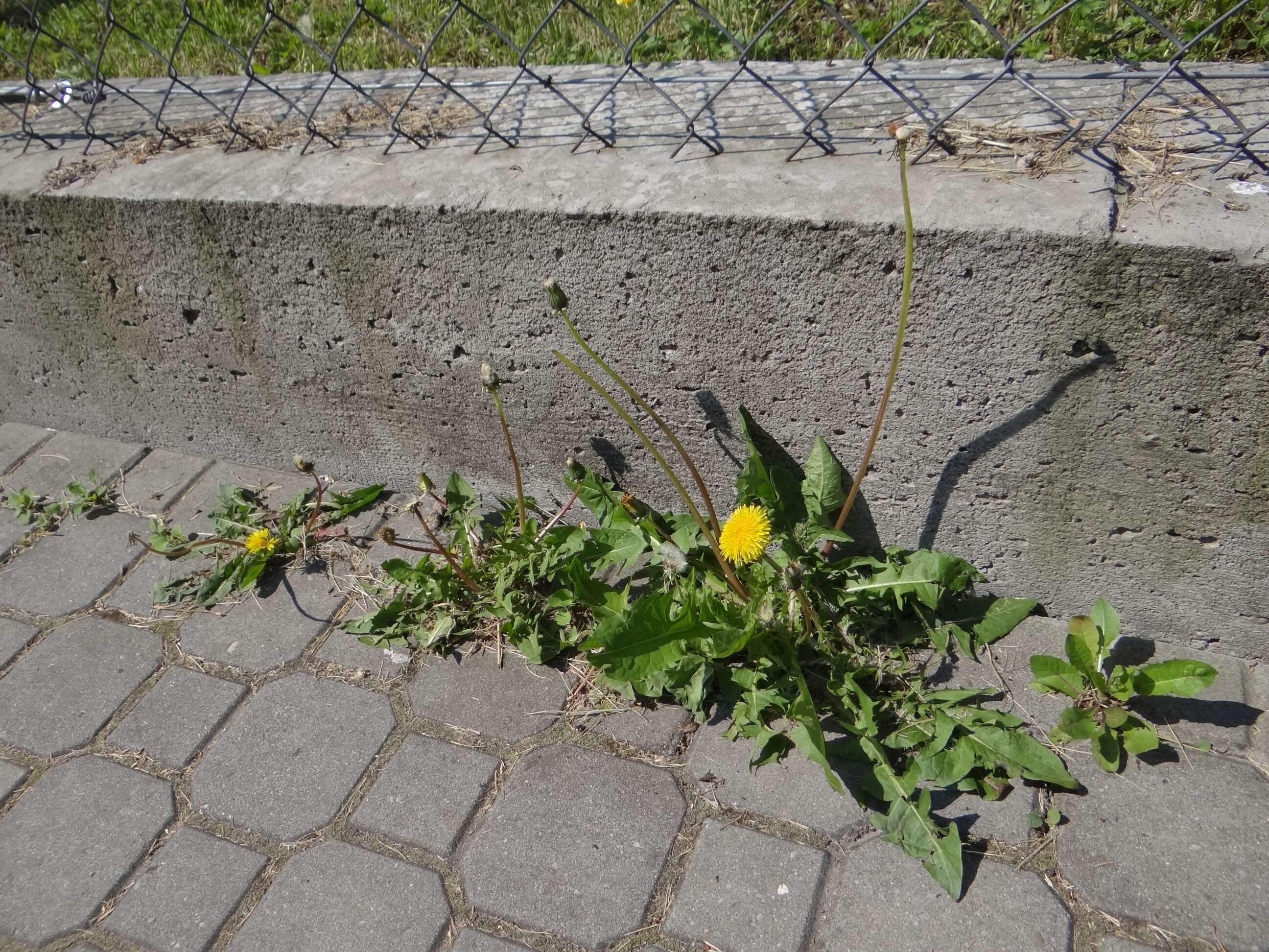 Image of Common Dandelion