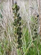 Imagem de Camassia leichtlinii subsp. leichtlinii