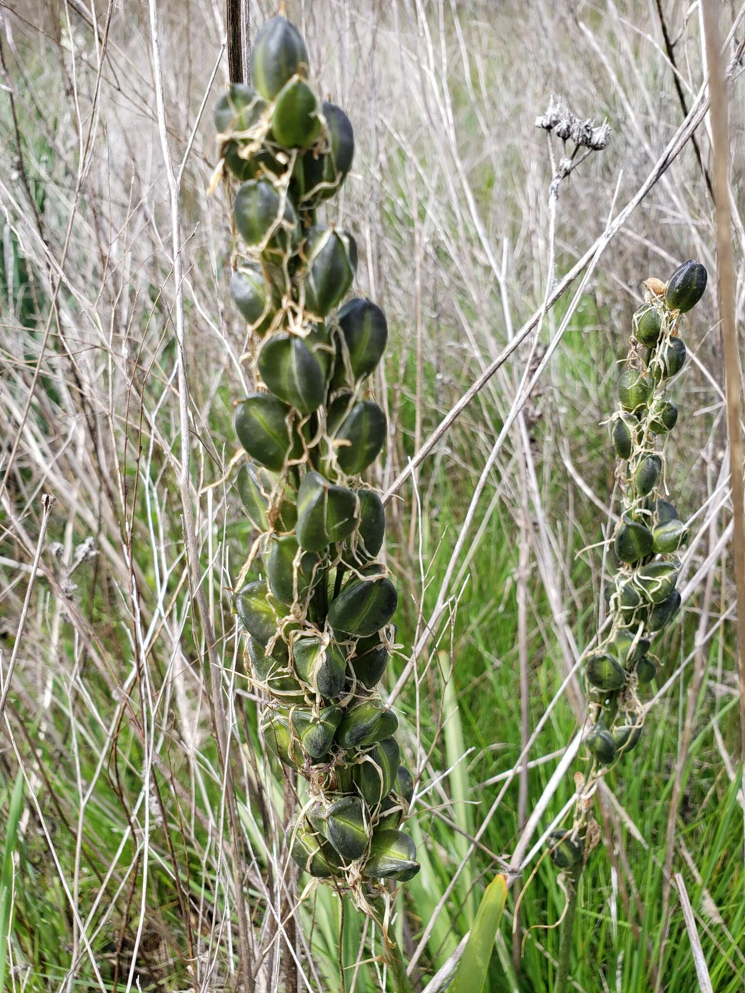 Imagem de Camassia leichtlinii subsp. leichtlinii