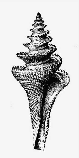 صورة Cochlespira elegans (Dall 1881)