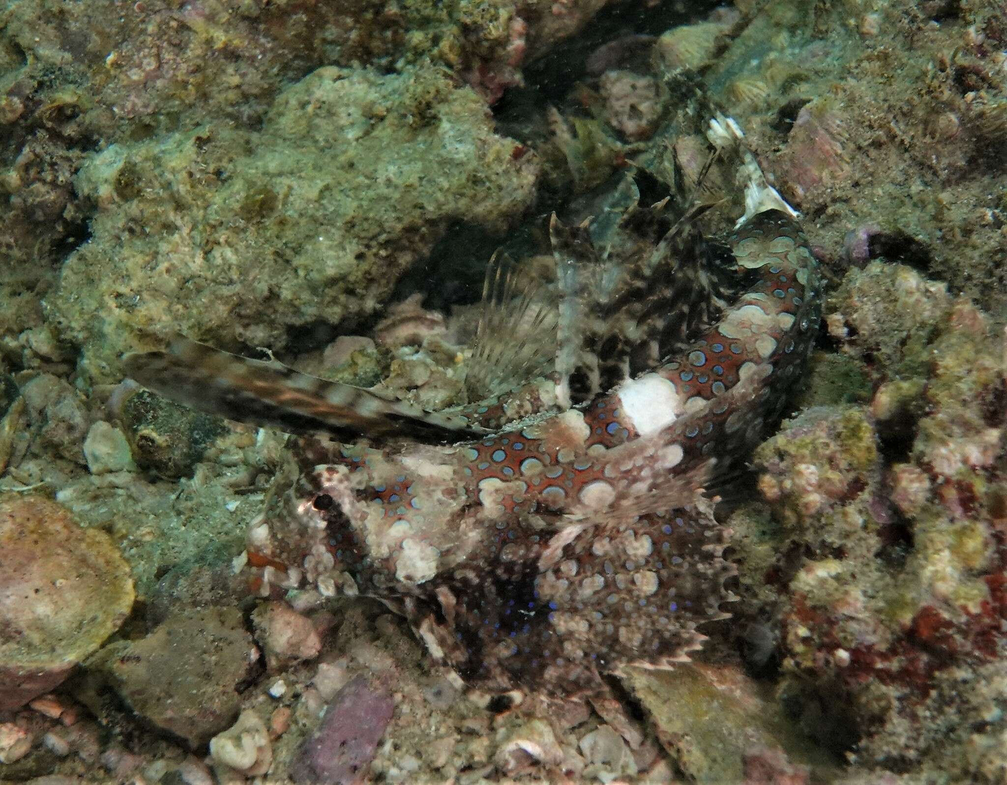Image of Dactylopus