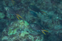 Image of Pale-tail chromis