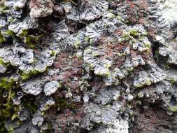 Image of degelia lichen