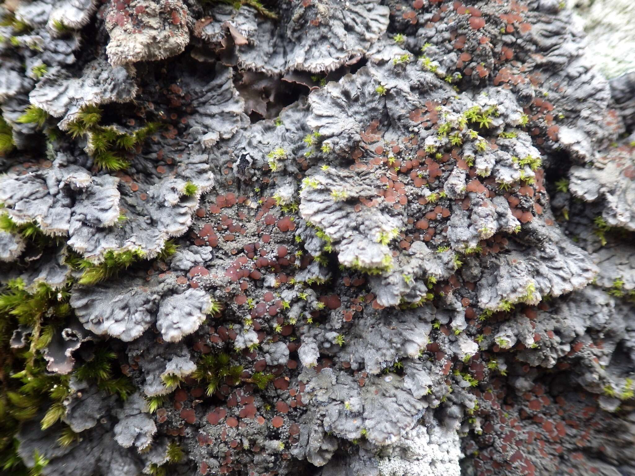 Image of degelia lichen