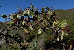 Imagem de Gloveria integrifolia (L. fil.) M. Jordaan