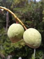 Image of Calophyllum milvum P. F. Stevens