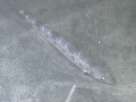 Image of California lizardfish