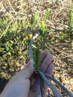 Image of <i>Leucadendron <i>lanigerum</i></i> var. lanigerum