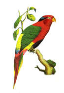 Image of Josephine's Lorikeet