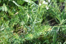 Sivun Galium paniculatum (Bunge) Pobed. kuva