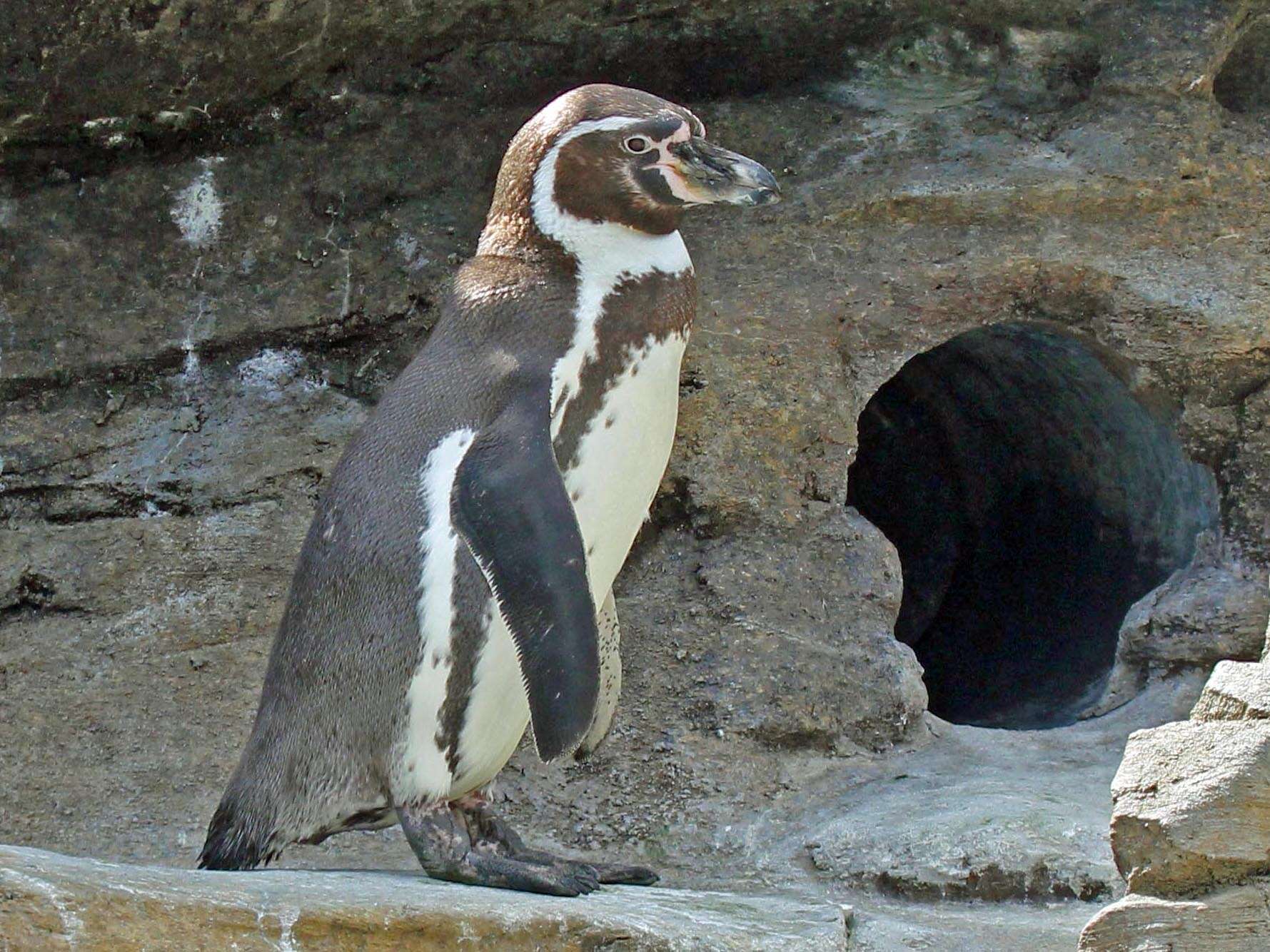 Image of Humboldt Penguin