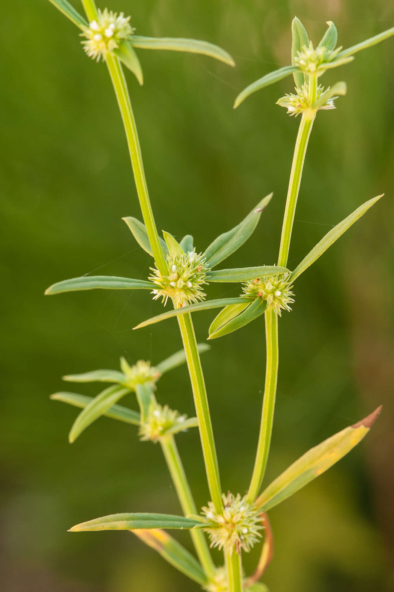 Image de Spermacoce prostrata Aubl.