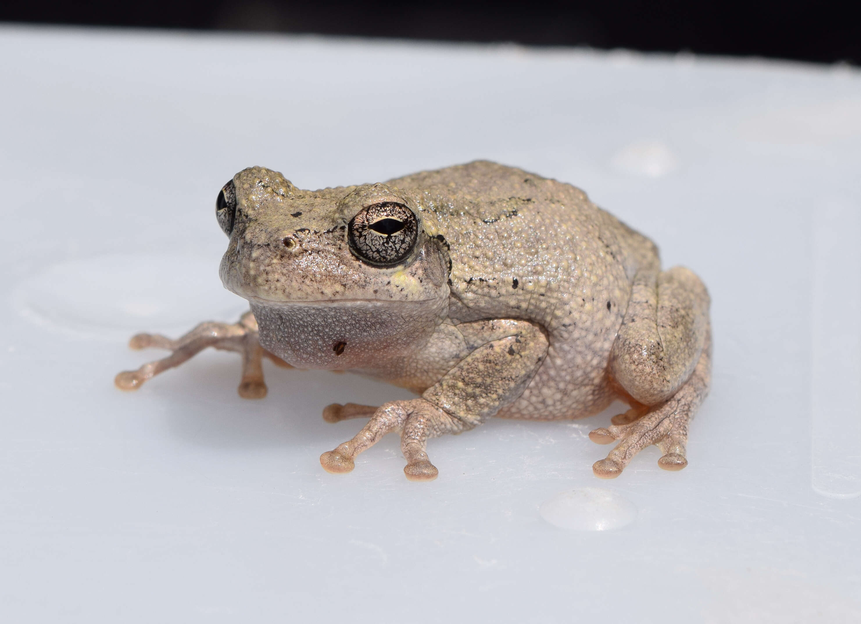 Image of Cope's Gray Treefrog